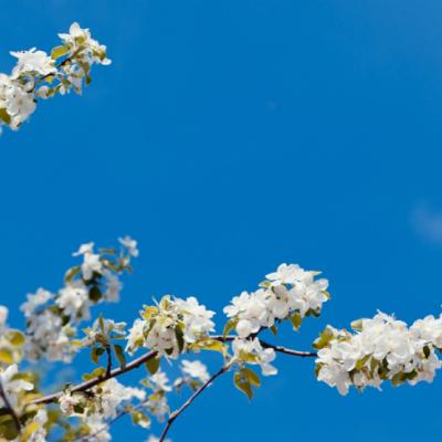 A Blooming Branch Of Apple Tree In Spring