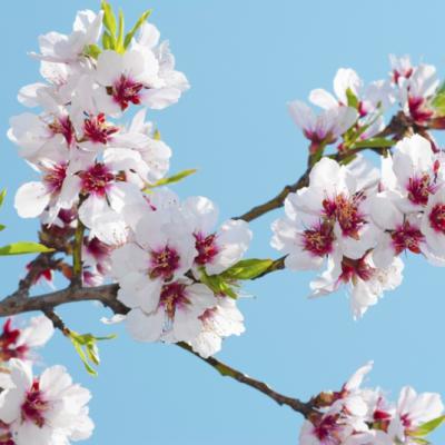 Almond Flowers