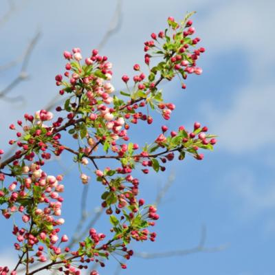 Apple Blossoms Nearing Bloom In Spring