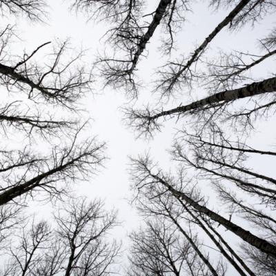 Aspen Trees Saskatchewan In Winter