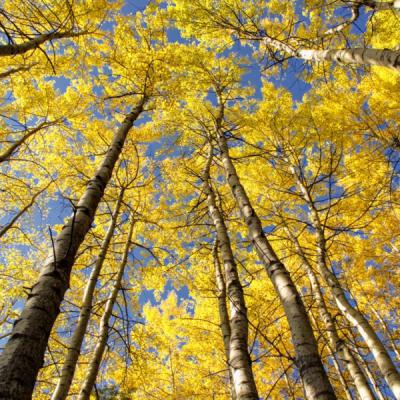 Autumn Forest With Yellow Birches