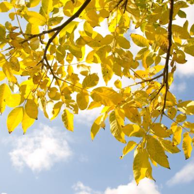 Autumn Leaves Yellow